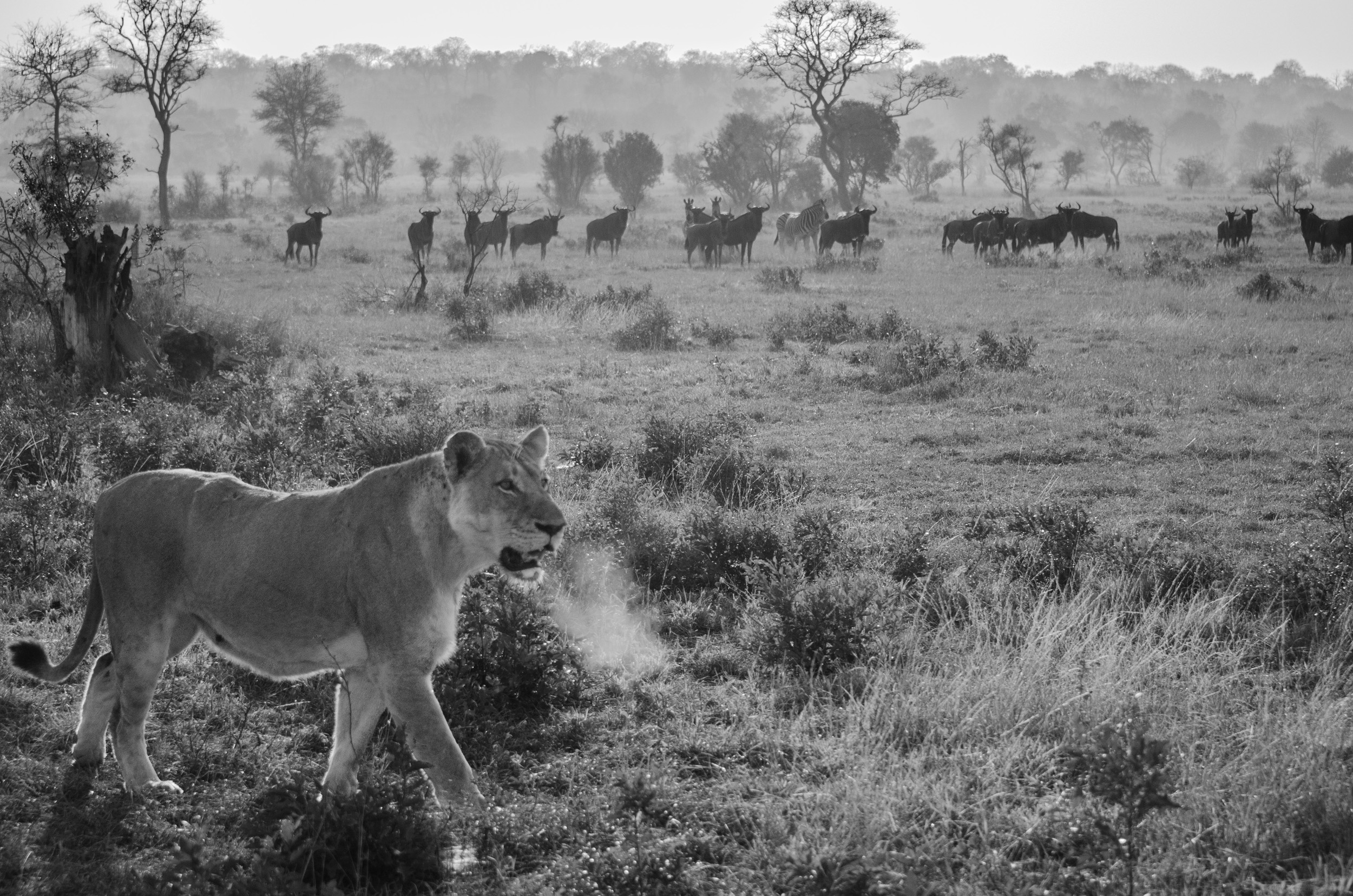 A diverse capture of wildlife in grayscale