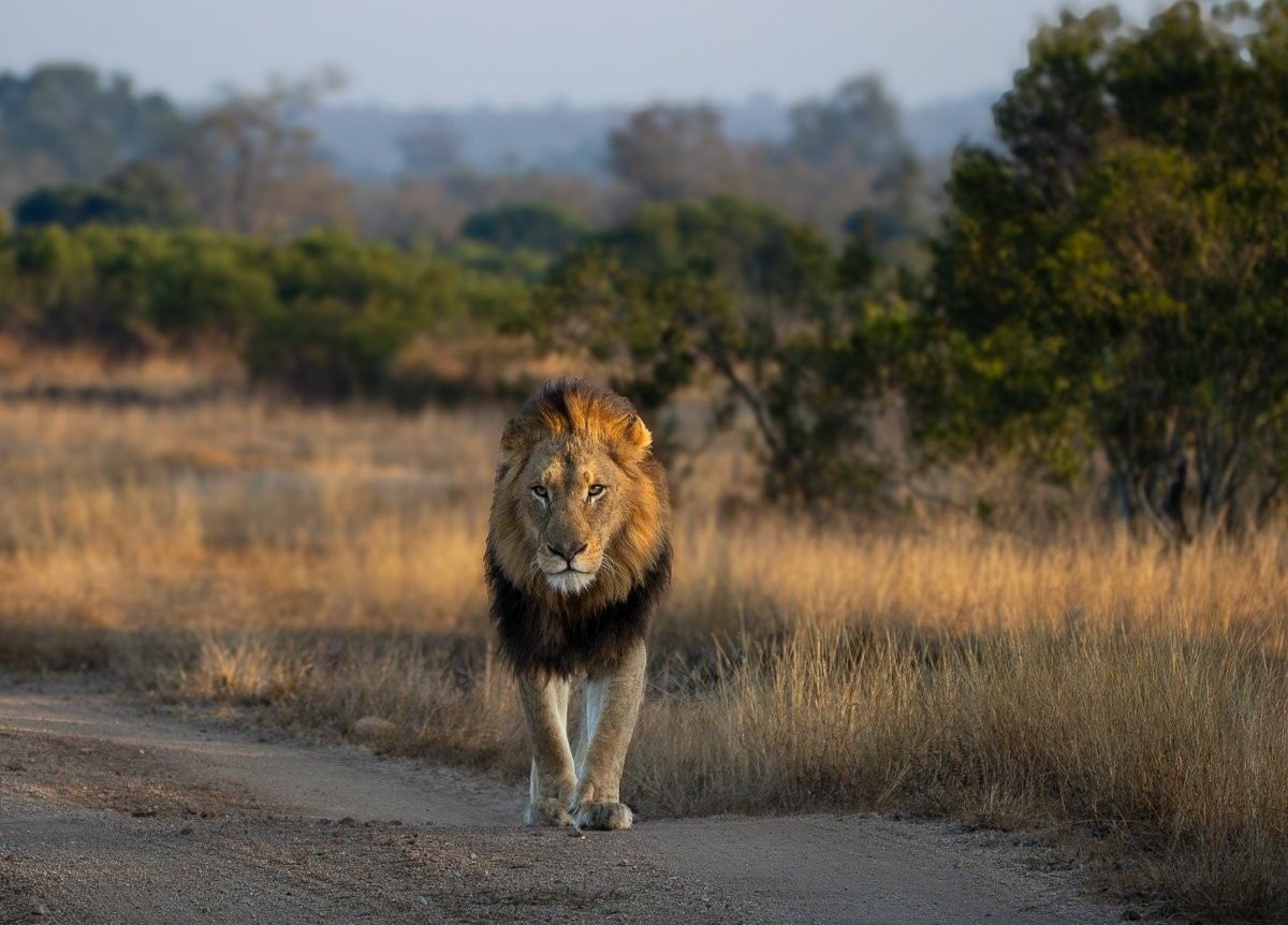 N’waswishaka male lion in the Sabi Sabi wilderness
