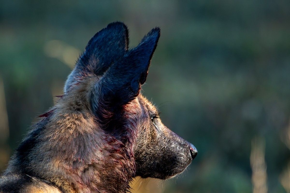 Sabi Sabi Ronald Mutero Wild Dog Pack Finishing Impala Kill Sabi Sabi