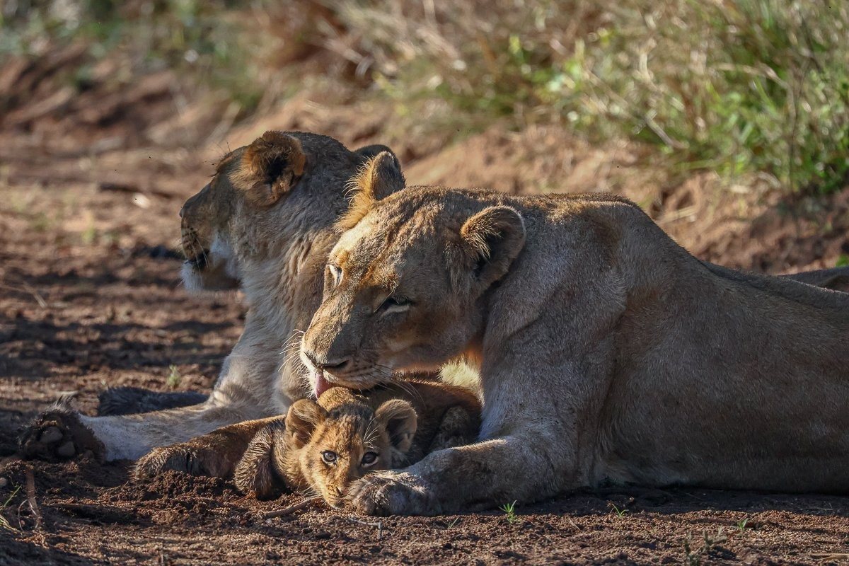 Southern Pride lionesses grooming their young cub.