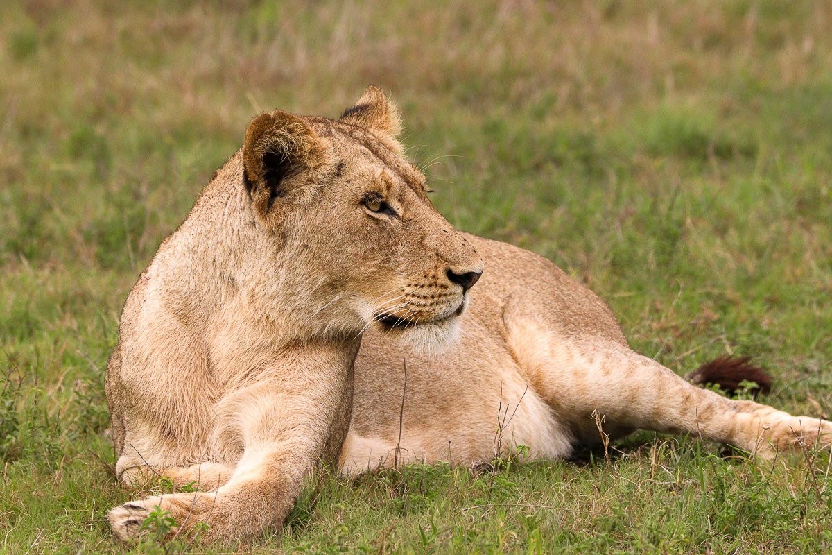 Msuthlu lionesses at a waterhole near Little Bush Camp