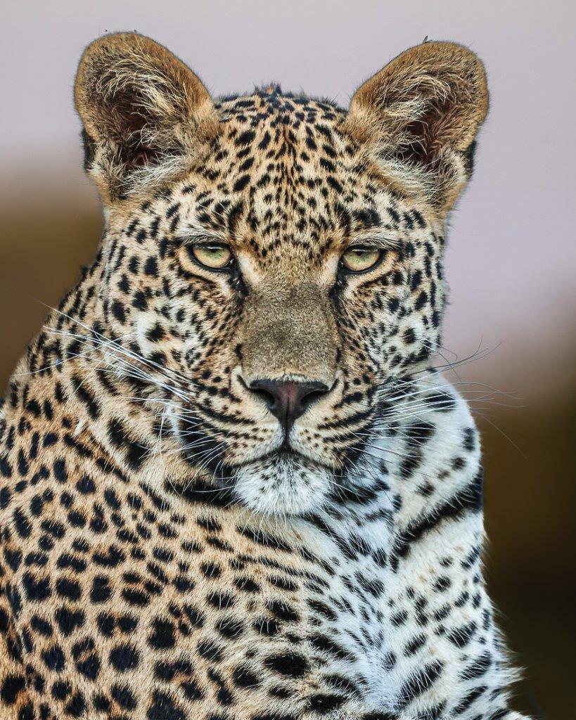With excitement in our hearts, we rushed forward to find the young Nottins male lying under a bush next to the road