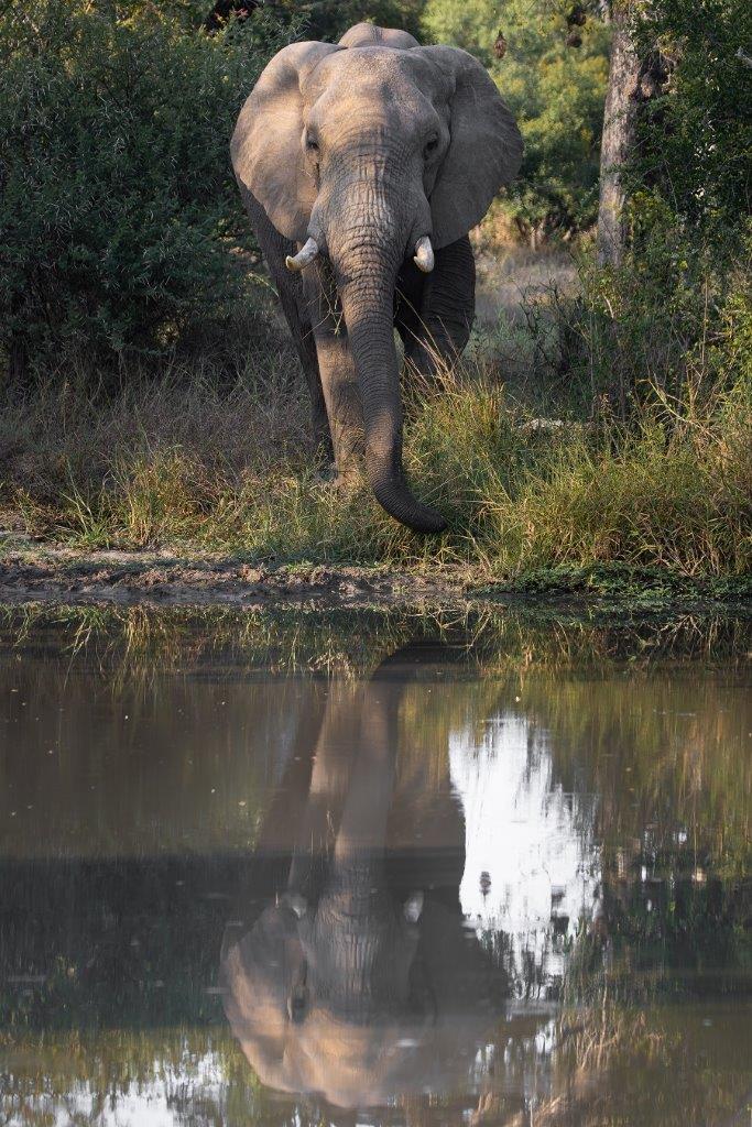 With Tracker Dollen's great understanding of animal behaviour, we got into the perfect position and enjoyed a head-on view of this majestic being quenching his thirst.