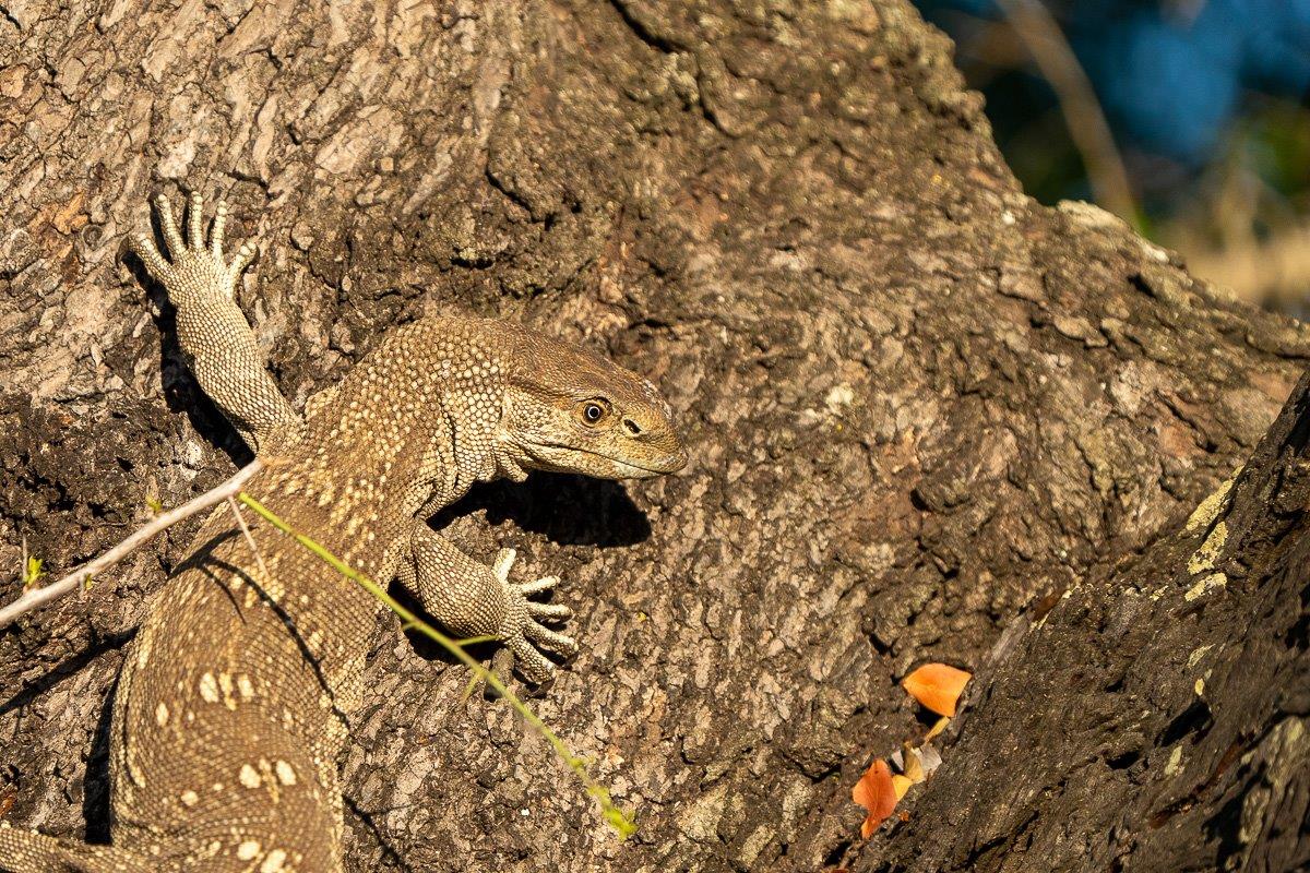 The Rock Monitor spends the late afternoon in the sun secured tightly to a tree trunk before settling down for the evening inside a hollowed-out tree cavity nearby. The Rock Monitor spends the late afternoon in the sun secured tightly to a tree trunk before settling down for the evening inside a hollowed-out tree cavity nearby.