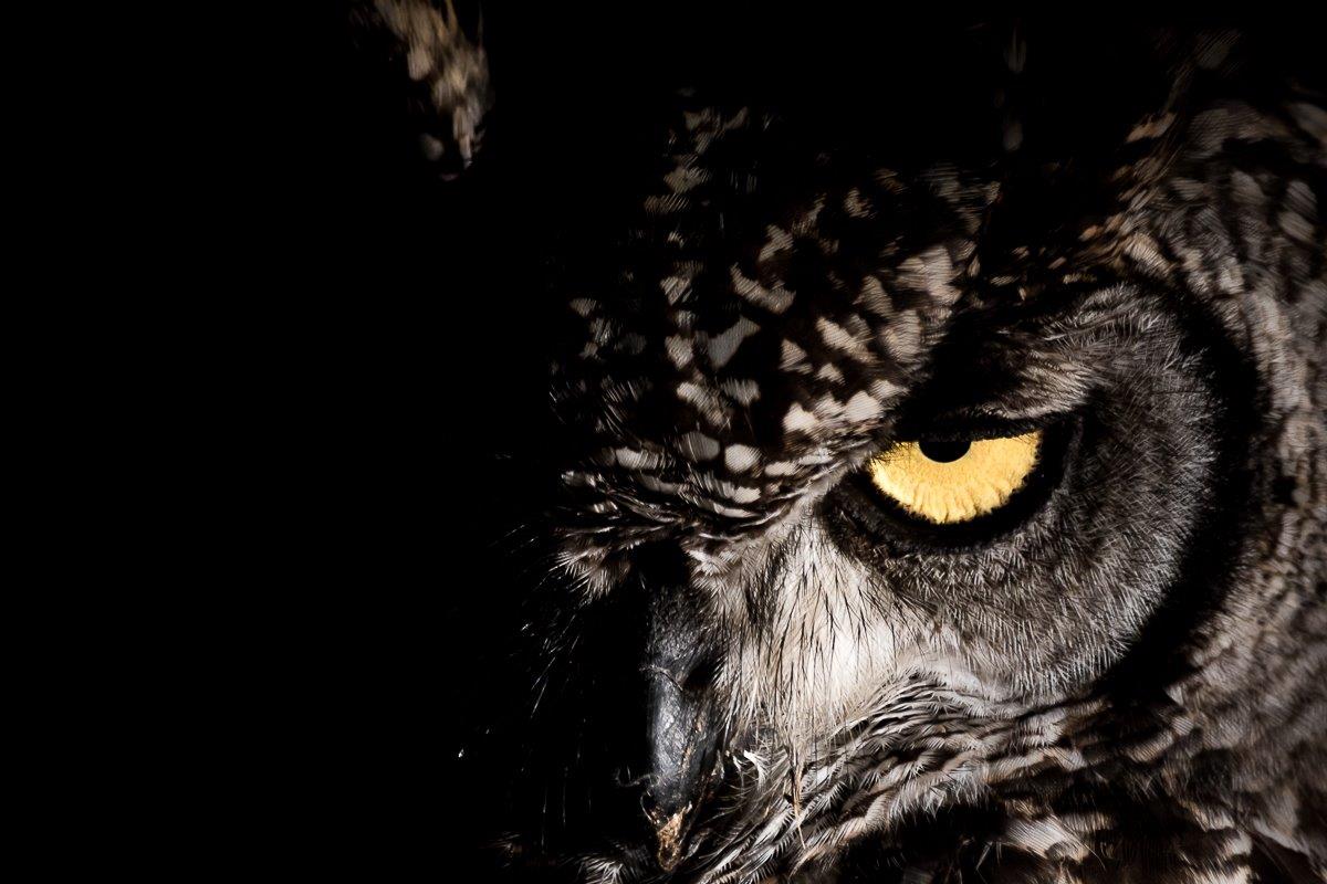 Spotted Eagle Owl At Sabi Sabi Spotted Eagle Owl At Sabi Sabi