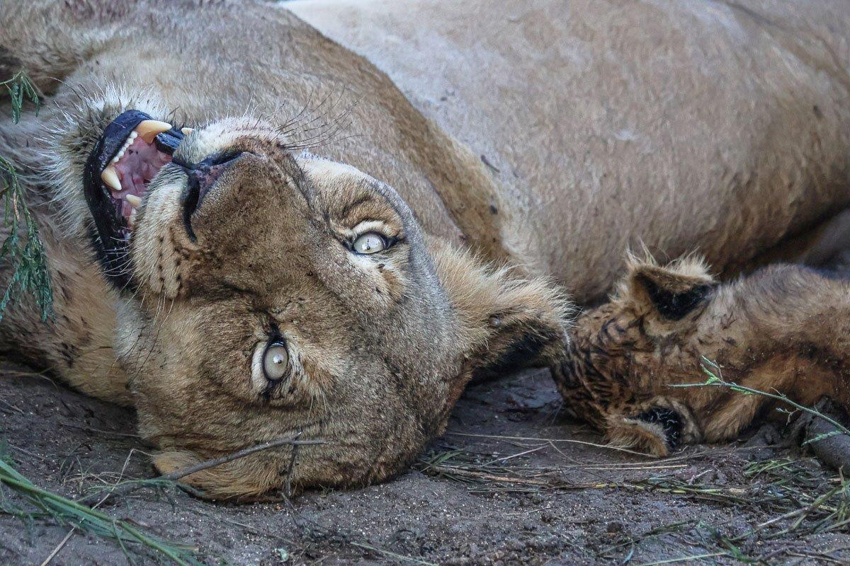 Ruan Mey Talamati Lioness Ruan Mey Talamati Lioness