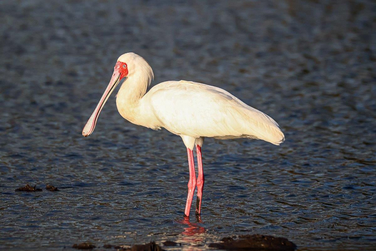 An African Spoonbill feeding in shallow water. An African Spoonbill feeding in shallow water.