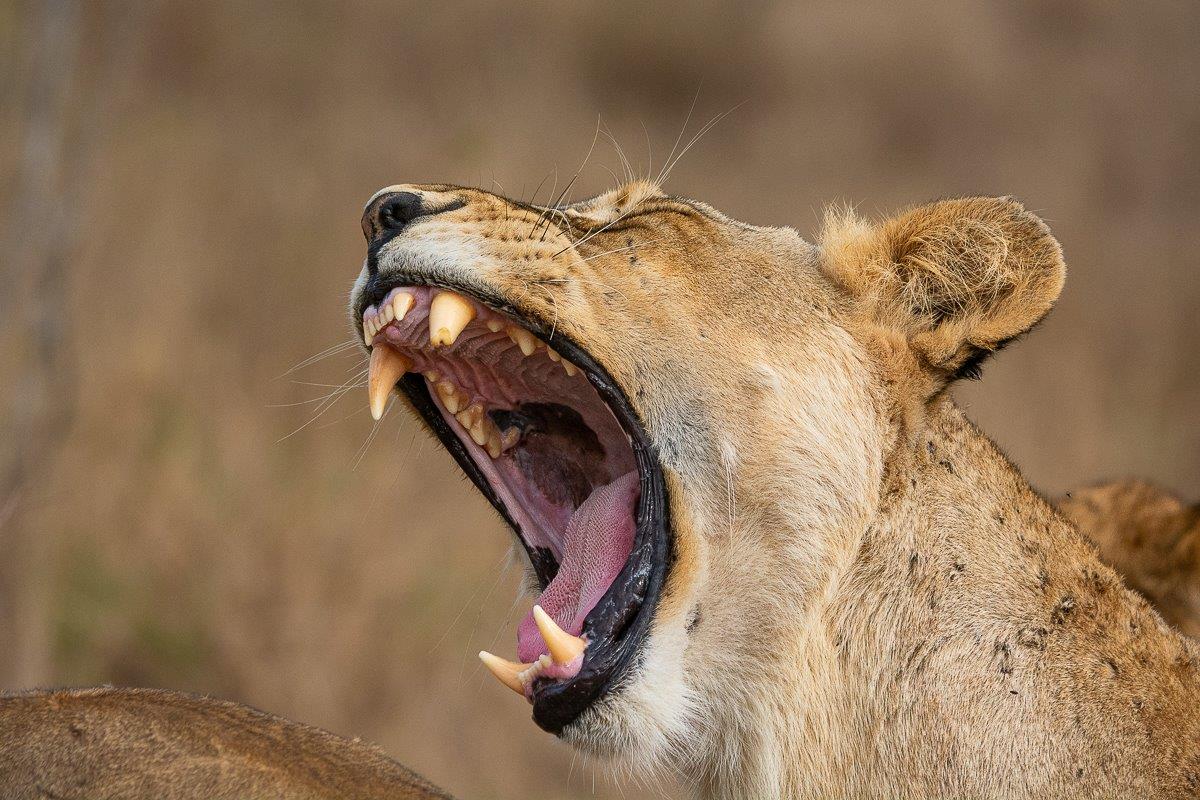 A lion from the Msuthlu Pride roaring. A lion from the Msuthlu Pride roaring.