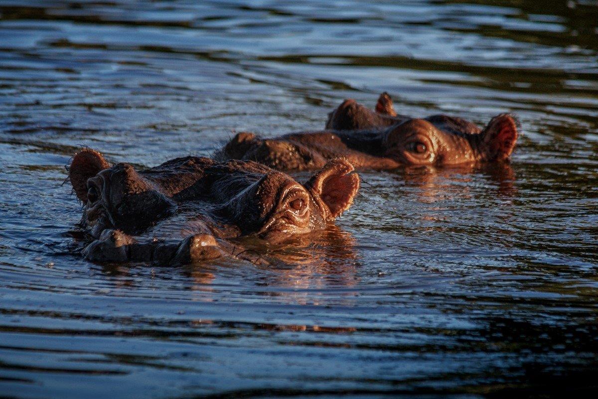 Pair of hippos in the water at twilight, only eyes and noses visible.
