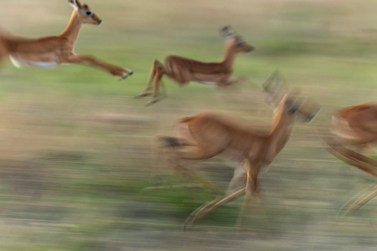 Impalas run from danger. Impalas run from danger.