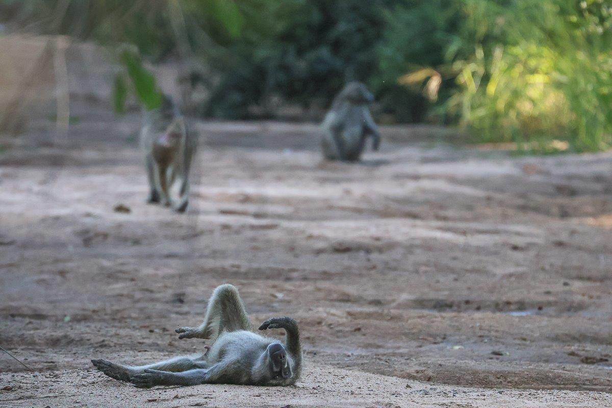 Sabi Sabi Ruan Mey Baboon Sabi Sabi Ruan Mey Baboon