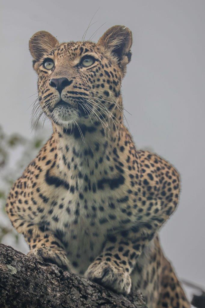 Golonyi scans her surroundings from the height of a tree. Golonyi scans her surroundings from the height of a tree.