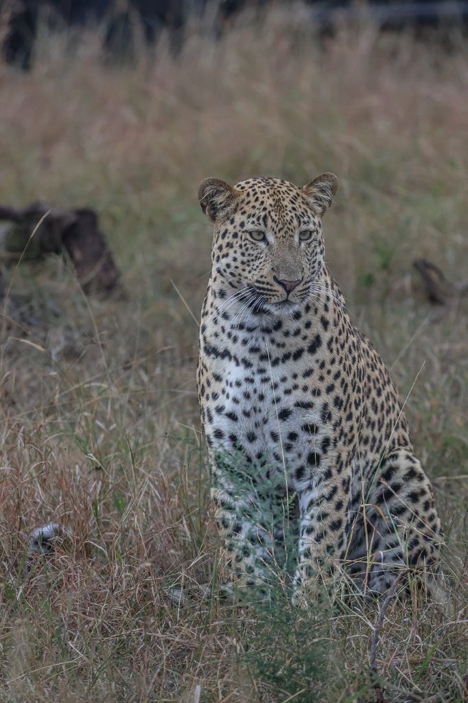 Sabi Sabi Ruan Mey Unnamed Male Sabi Sabi Ruan Mey Unnamed Male