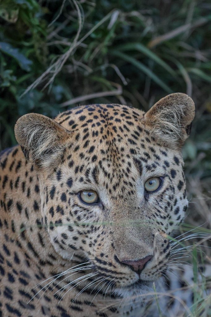 Sabi Sabi Ruan Mey Unnamed Male Stare Sabi Sabi Ruan Mey Unnamed Male Stare