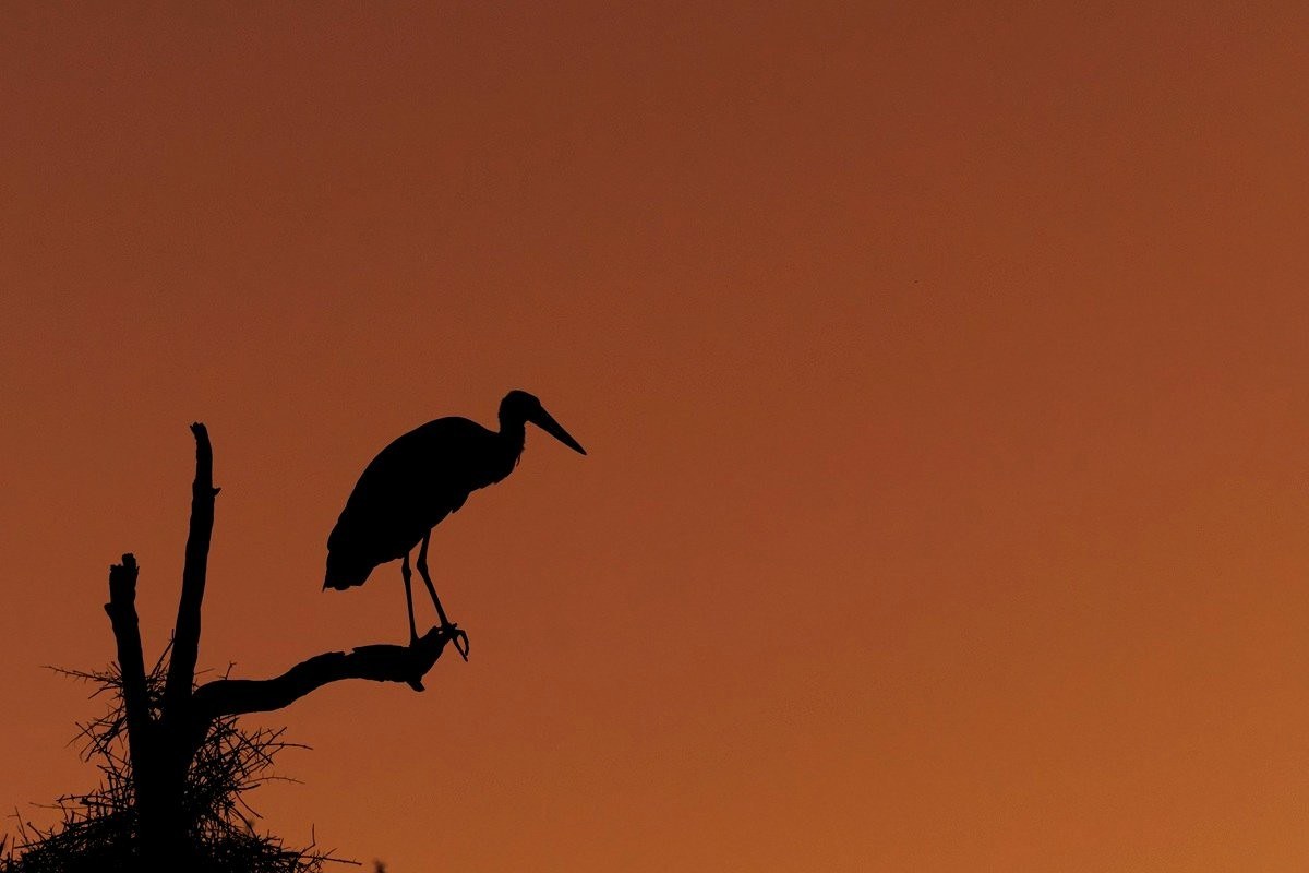 Silhouette of a Woolly-necked stork at its nest. Silhouette of a Woolly-necked stork at its nest.