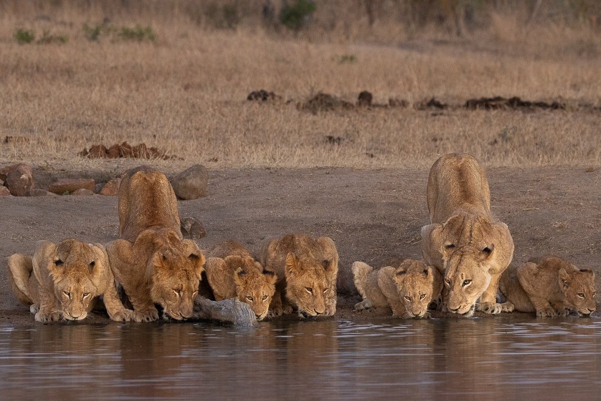Sabi Sabi Ronald Mutero Msuhtlu Pride Drinks Sabi Sabi Ronald Mutero Msuhtlu Pride Drinks