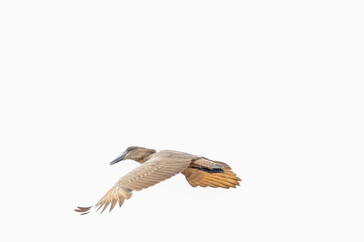 A Hamerkop spreads its wings and takes flight after being disturbed by nearby baboons.