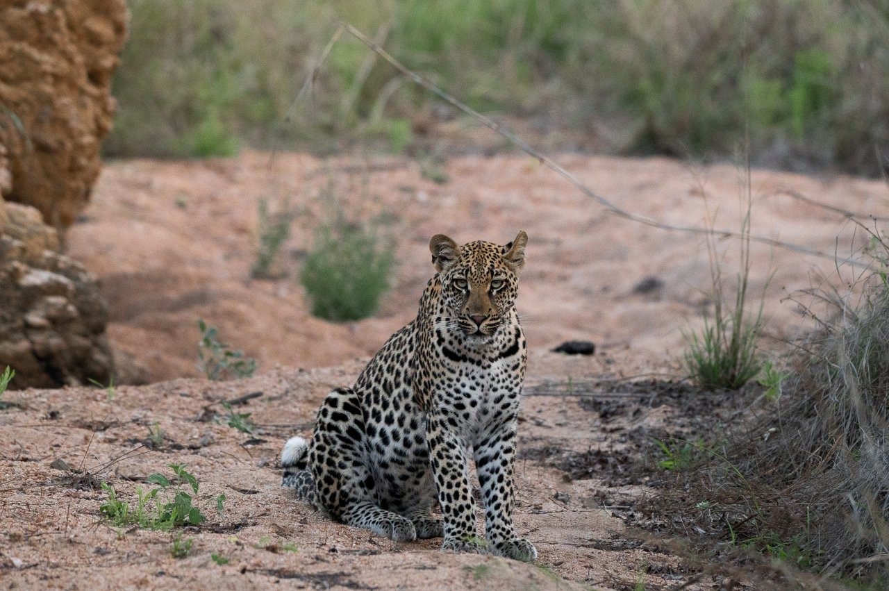 Sabi Sabi Viviane Ladner Golonyi Son