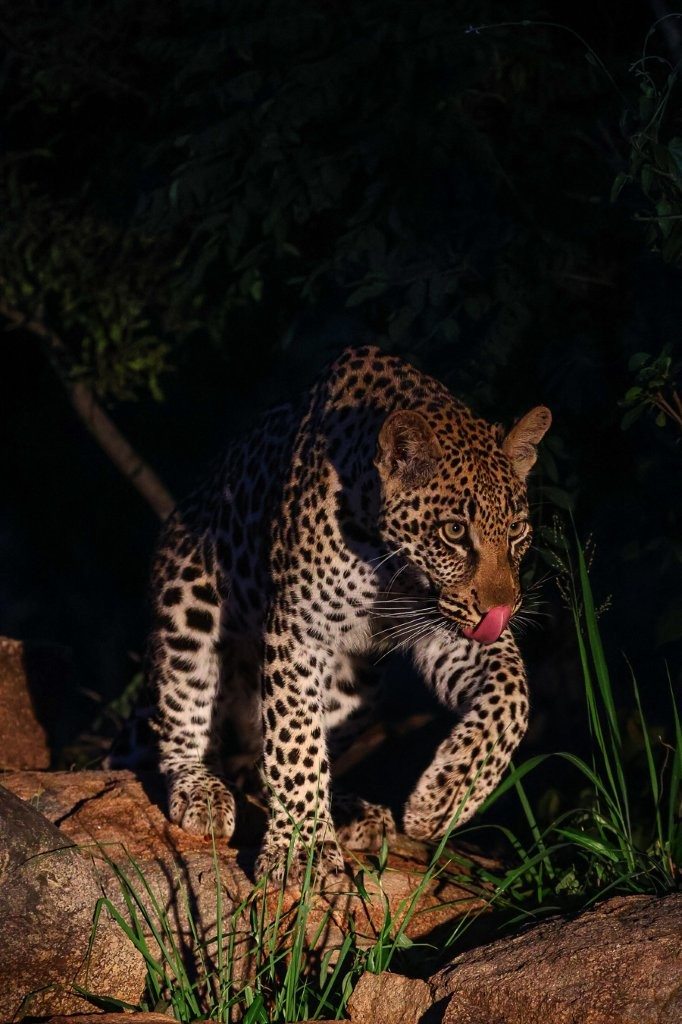 Golonyi spotted at night. 