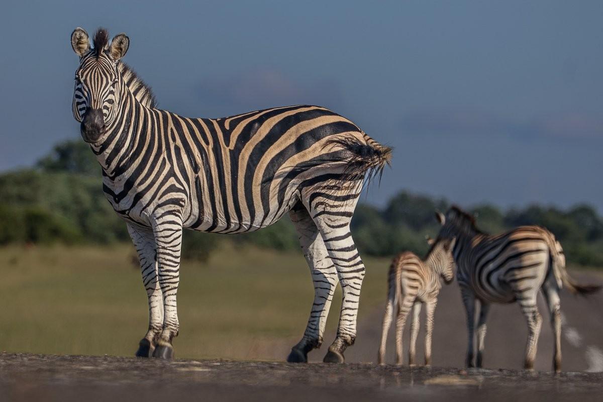Sabi Sabi Ruan Mey Zebra