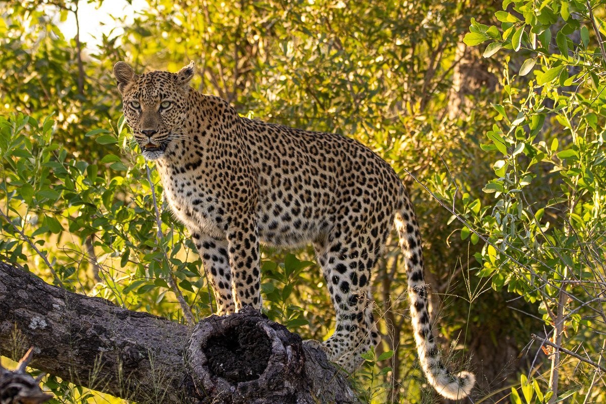 Sabi Sabi Jana Du Plessis Golonyi Leopard Climbs Tree