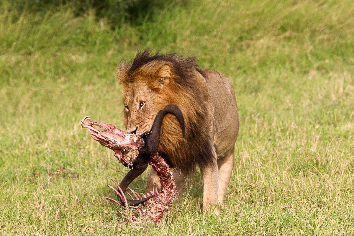 Gijima male emerged from trees, stalking the hyenas before running towards the kill and successfully stealing it
