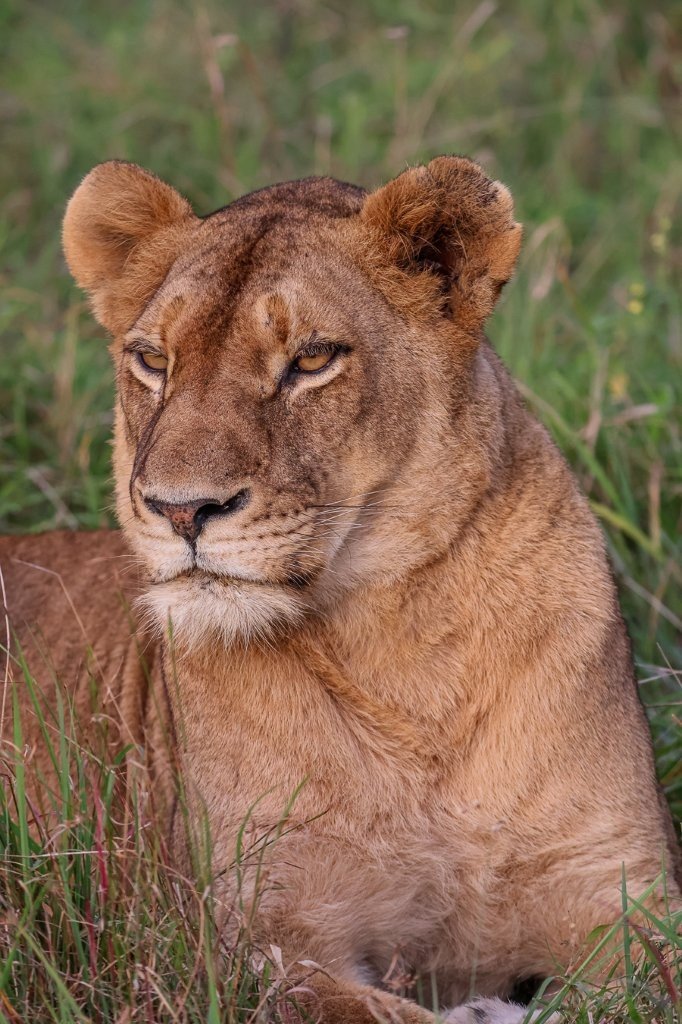 Sabi Sabi Ruan Mey Nwaswishaka Male Scent Marking