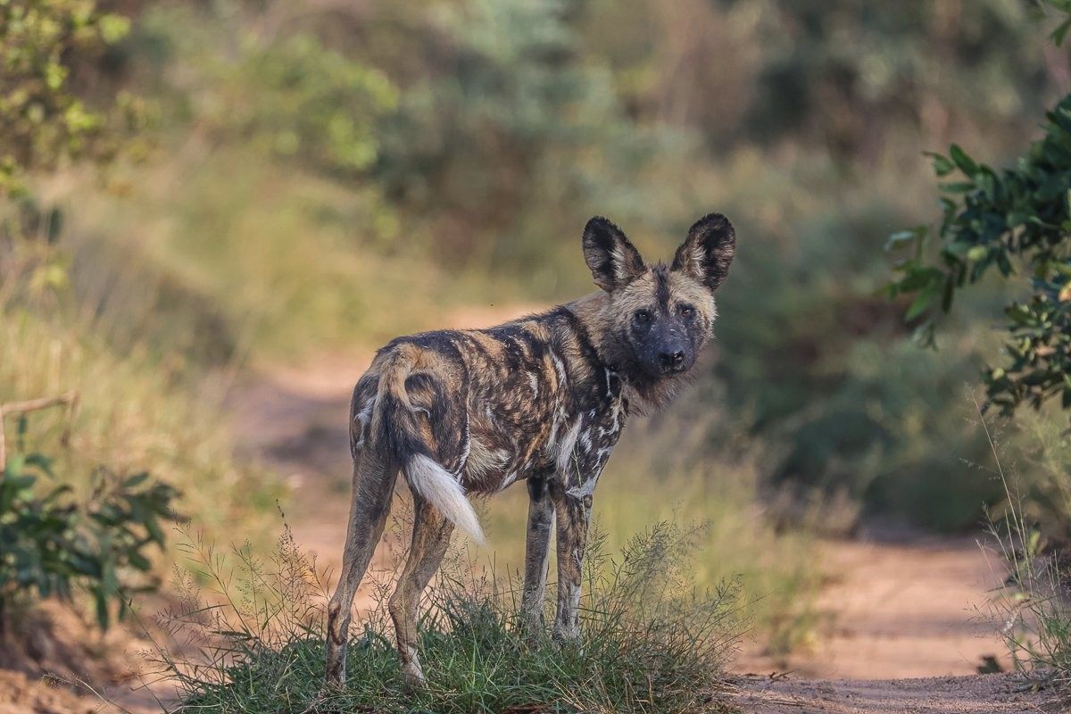 Sabi Sabi Ruan Mey Painted Dogs Morning Hunt