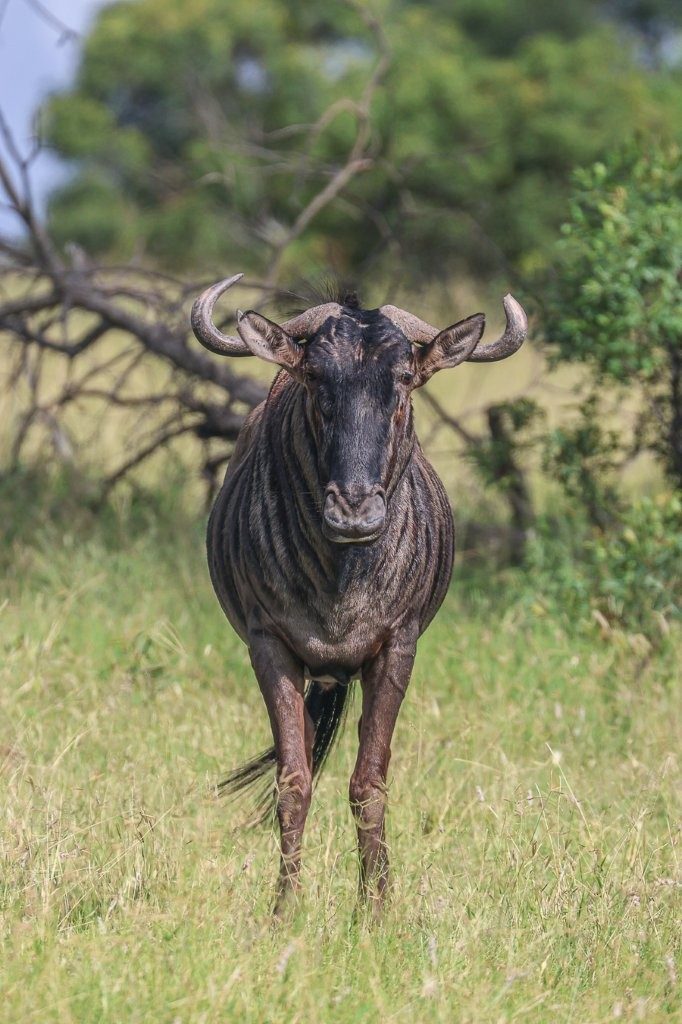 Blue wildebeest bull warming in the morning sun before grazing.