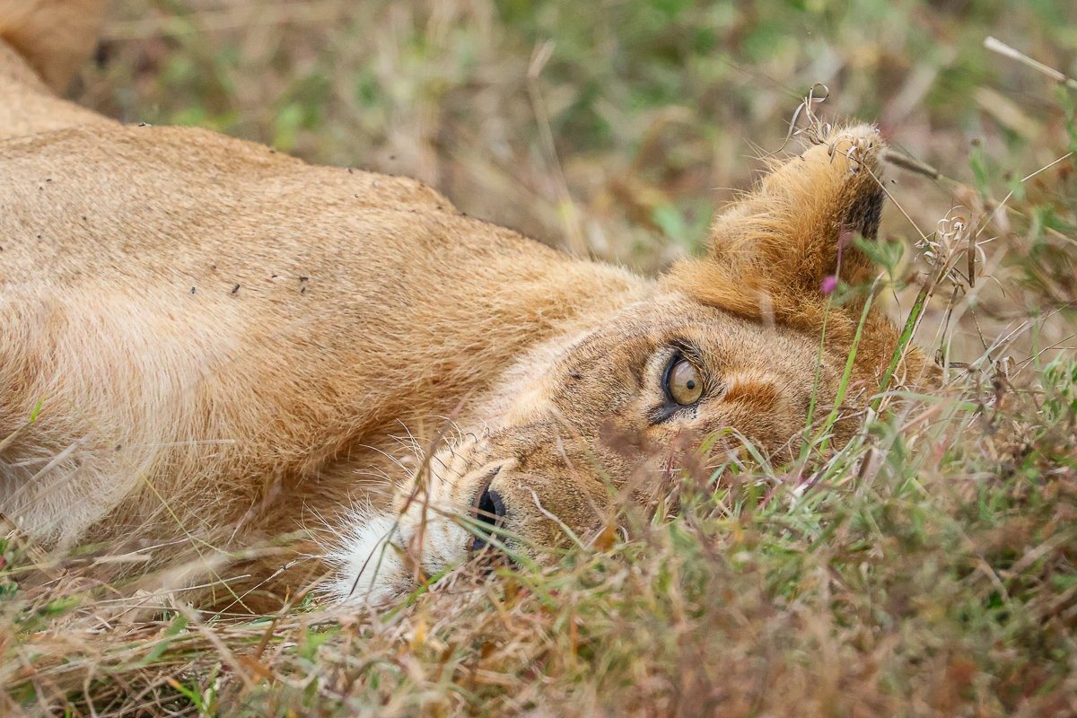 Southern Pride lioness resting peacefully as the pride searches for a den site.