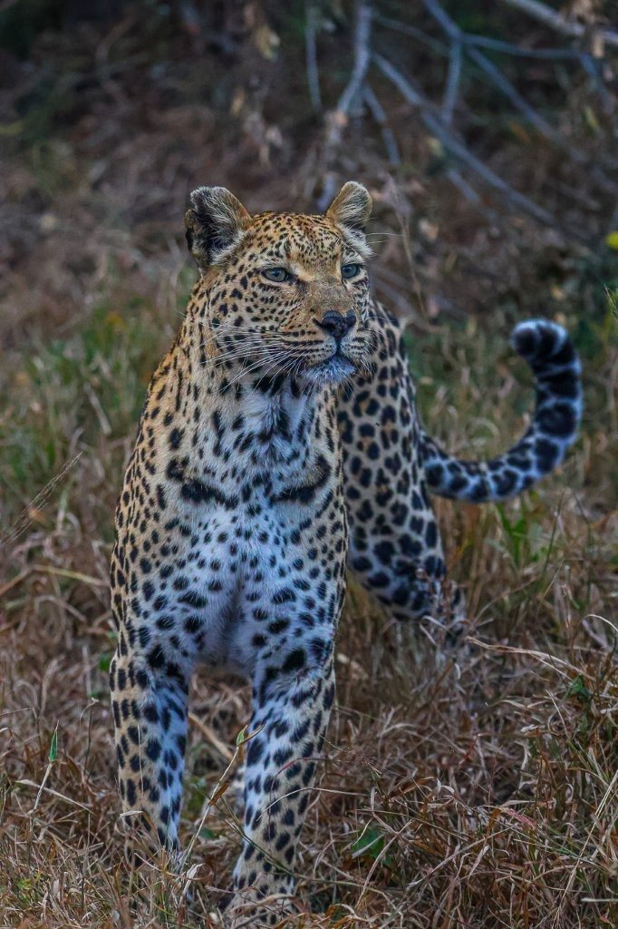 Ntsumi female leopard stalking a herd of impalas through dense bush at Sabi Sabi.