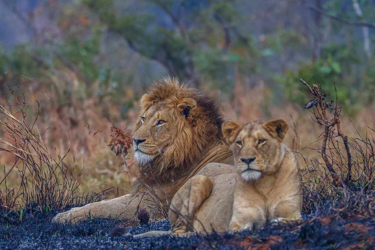A Southern Pride lioness resting in a burnt landscape during the late afternoon.
