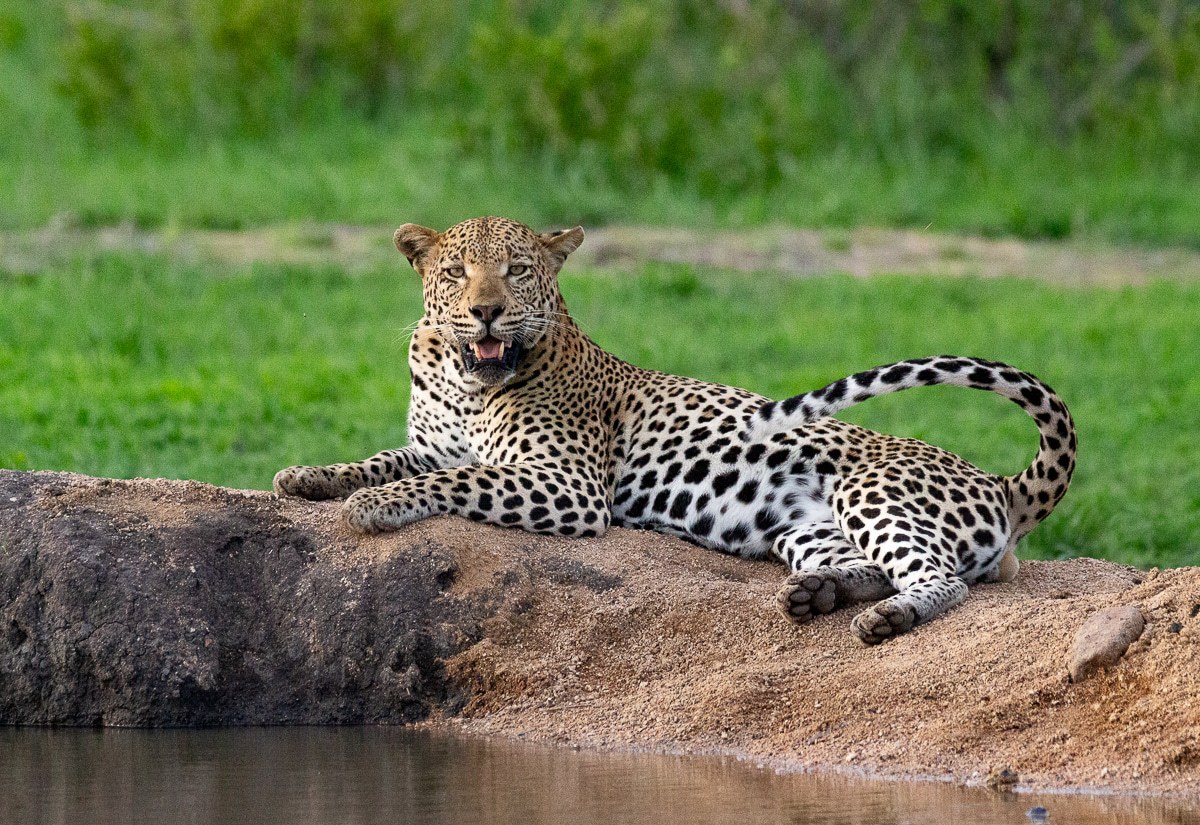 A leopard rests on a heap of sand that separates land and water