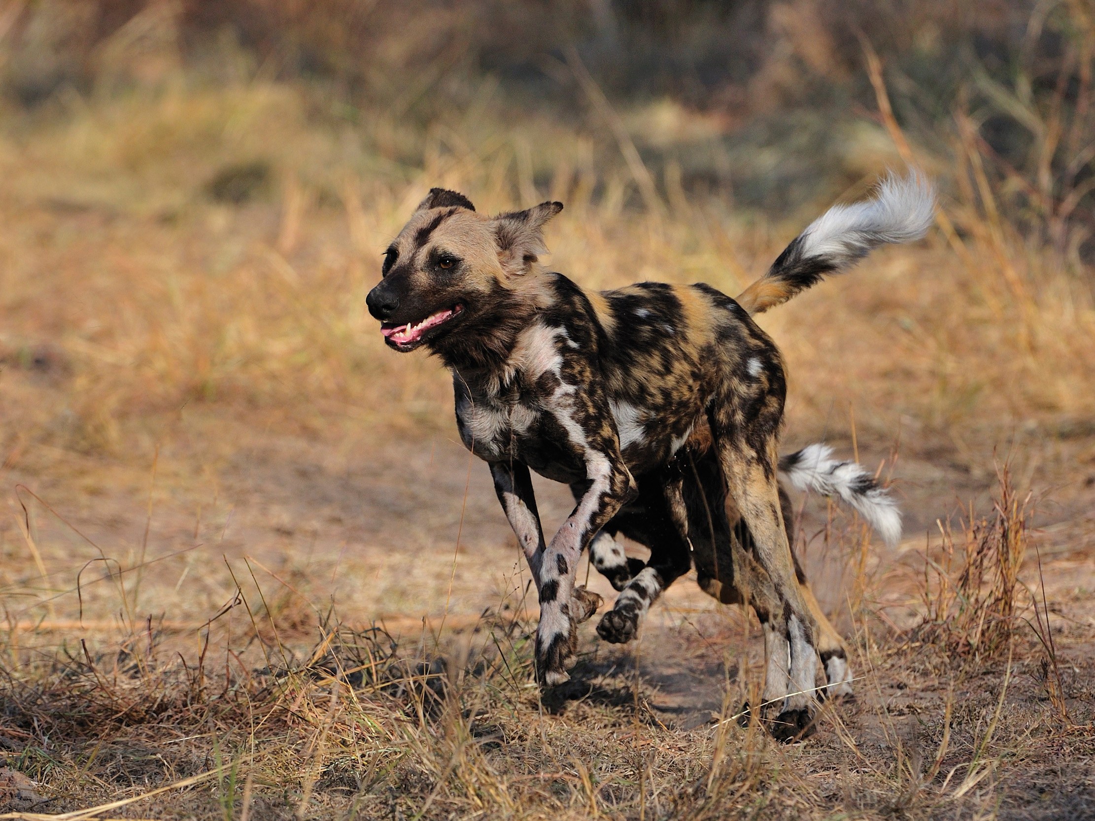 A wild dog runs through the dry season bush veld