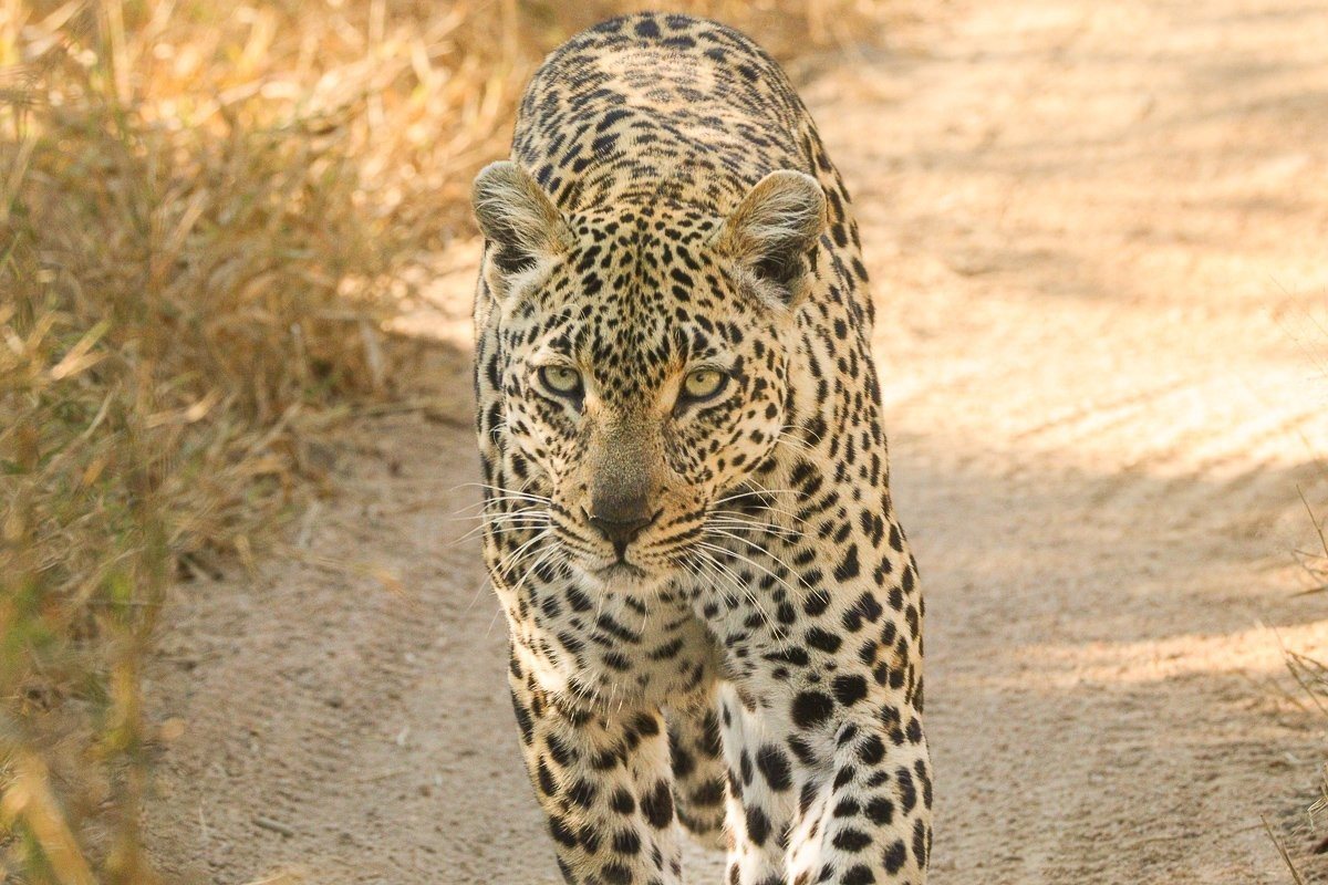 Tengile’s cub exploring a drainage line