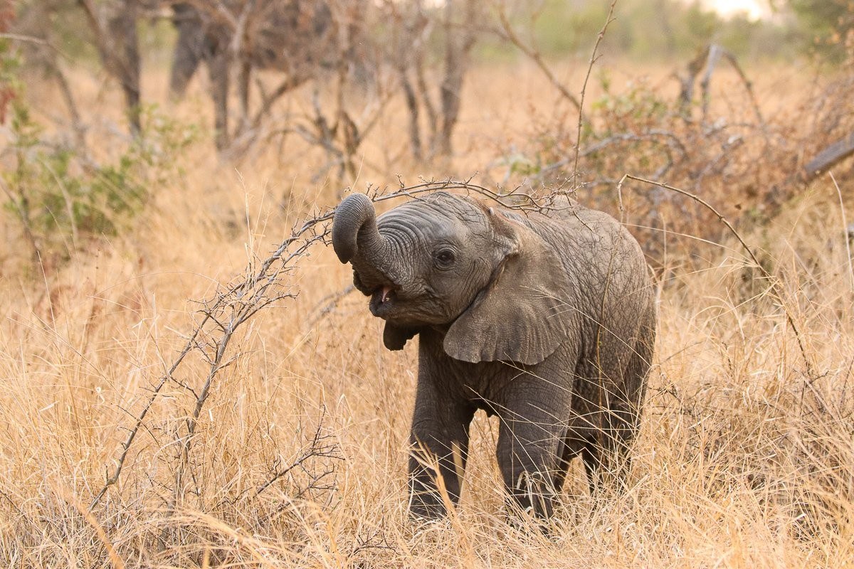 Young elephant calf learning to control its trunk