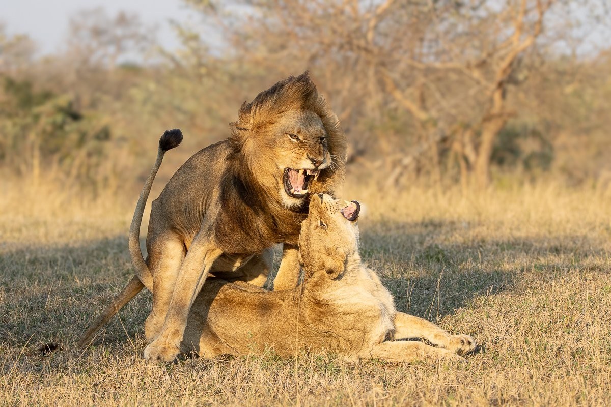 Sabi Sabi Ronald Mutero Msuthlu Pride Lioness Rubbing Against Nwaswishaka Male