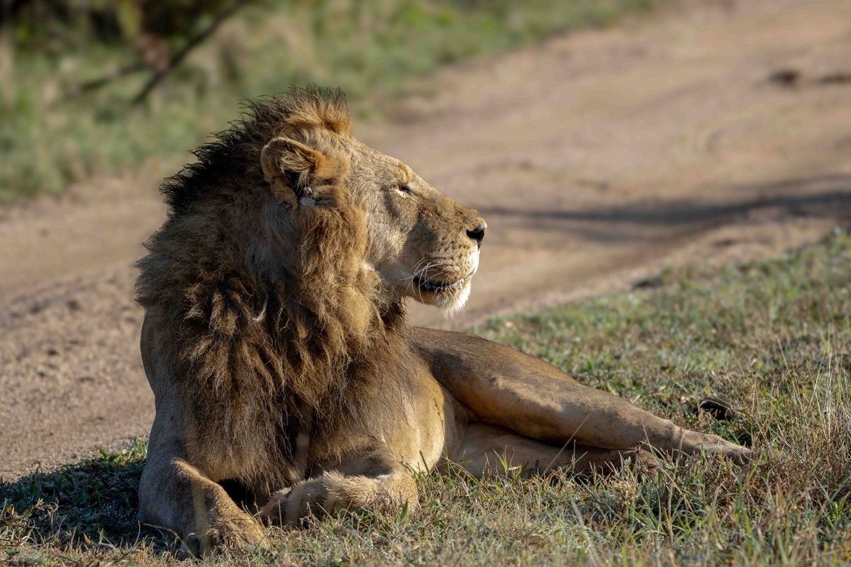 N’waswishaka male lion resting in the wilderness.