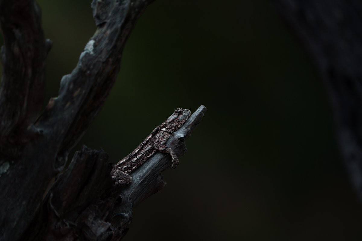 Female tree agama warming herself in the sun 