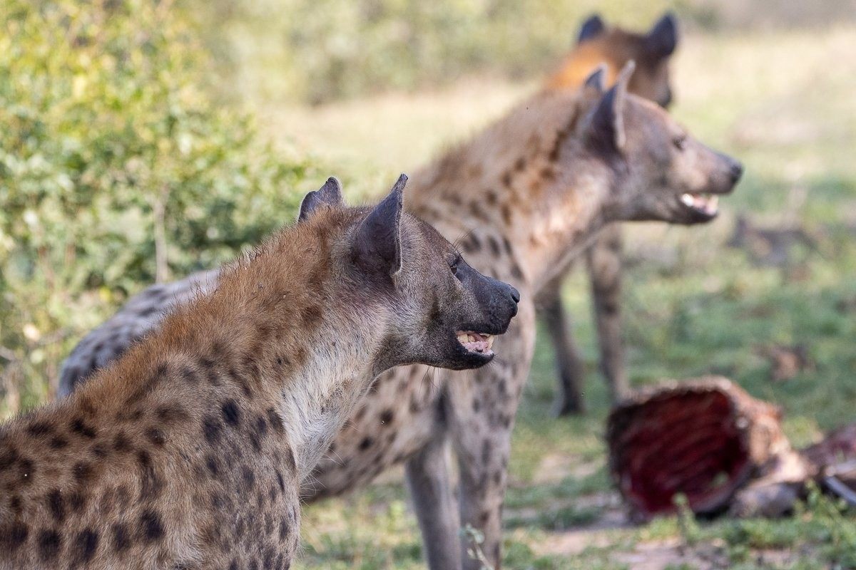 Three spotted hyenas around the remains of a buffalo carcass