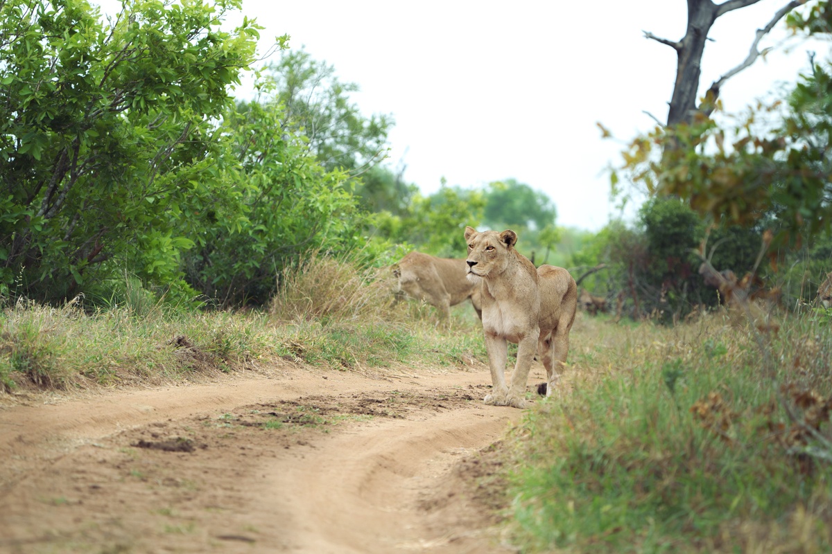The Msuthlu Pride lionesses walk along a sand trail