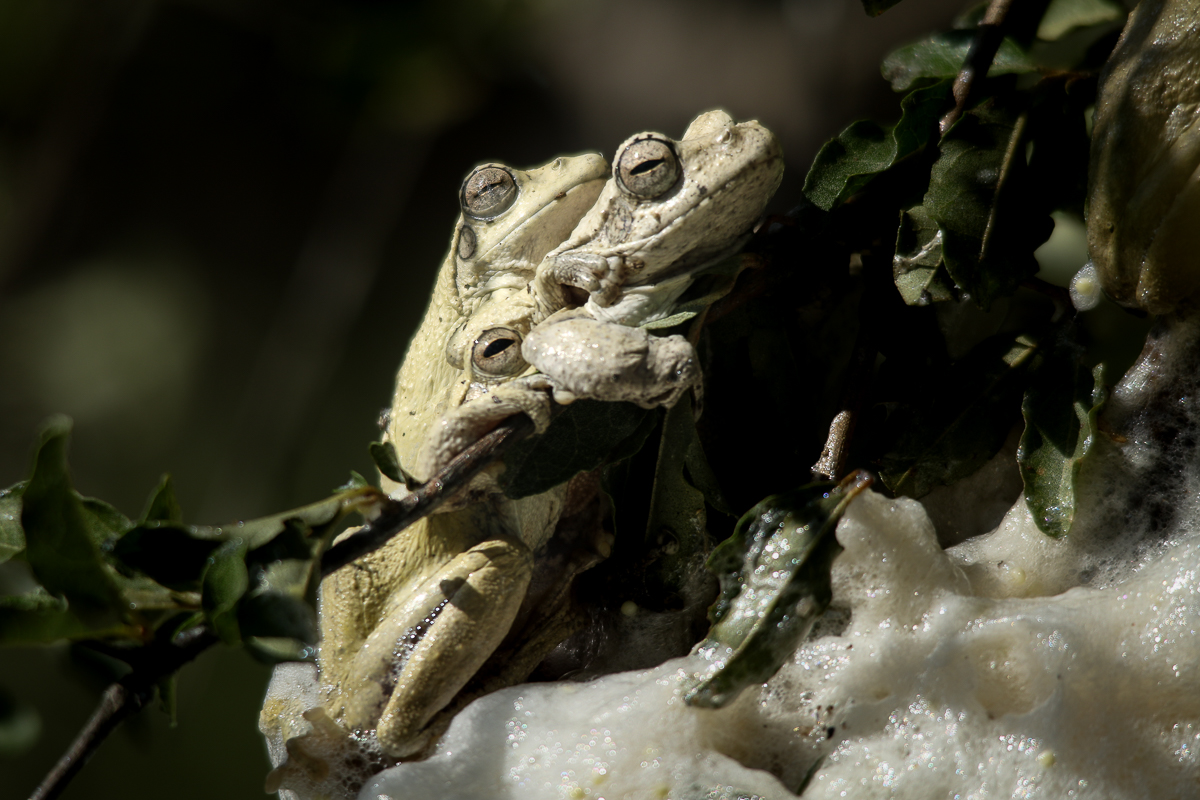 A Week in the Bush Vol.445 | Sabi Sabi