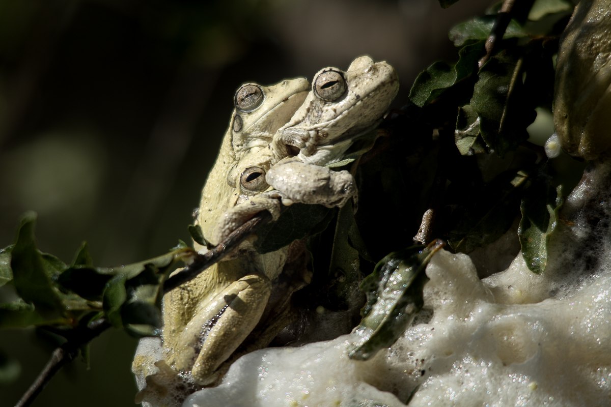 A35Ally Ross 20230104 Foam Nest Frog 01 Final A35Ally Ross 20230104 Foam Nest Frog 01 Final