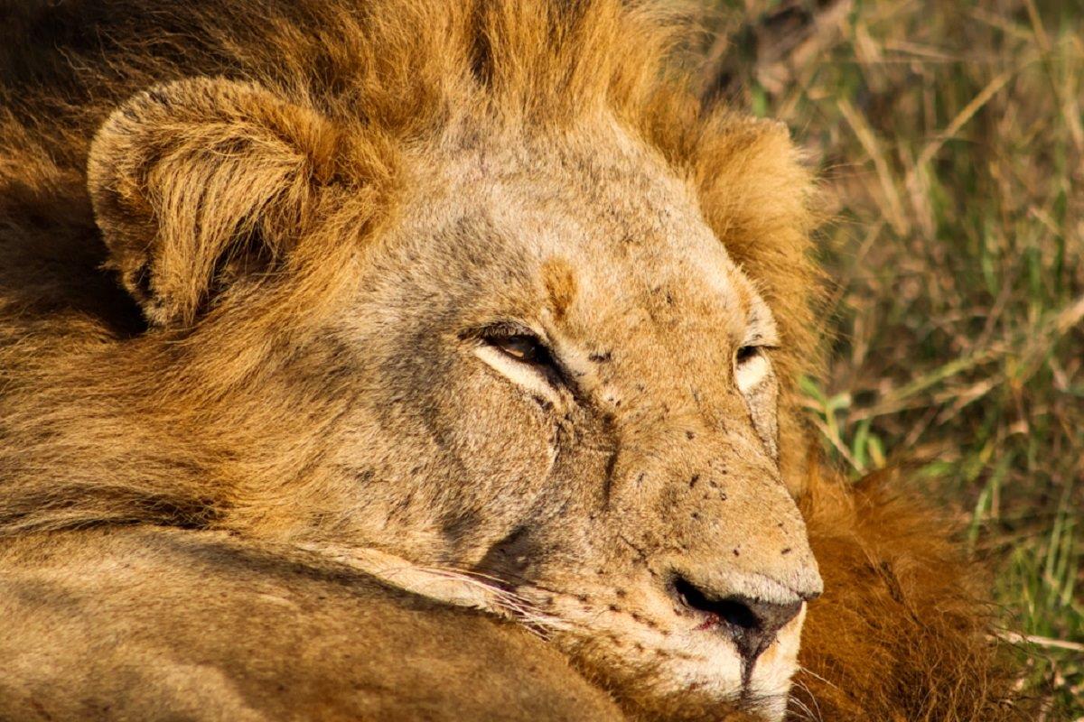 Guests were delighted to spend time with the Gijima male lions.