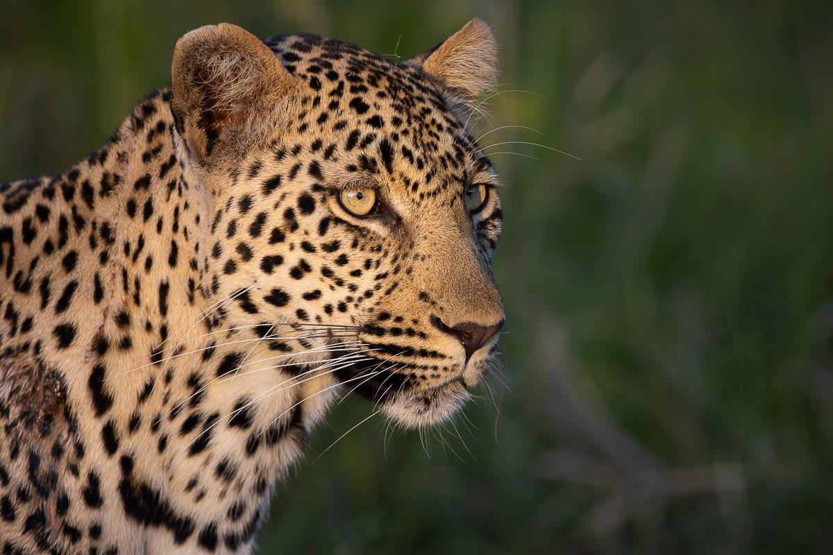Jasiri is a small and shy female, not often seen but known to frequent the southwestern section of the reserve. Jasiri is a small and shy female, not often seen but known to frequent the southwestern section of the reserve.