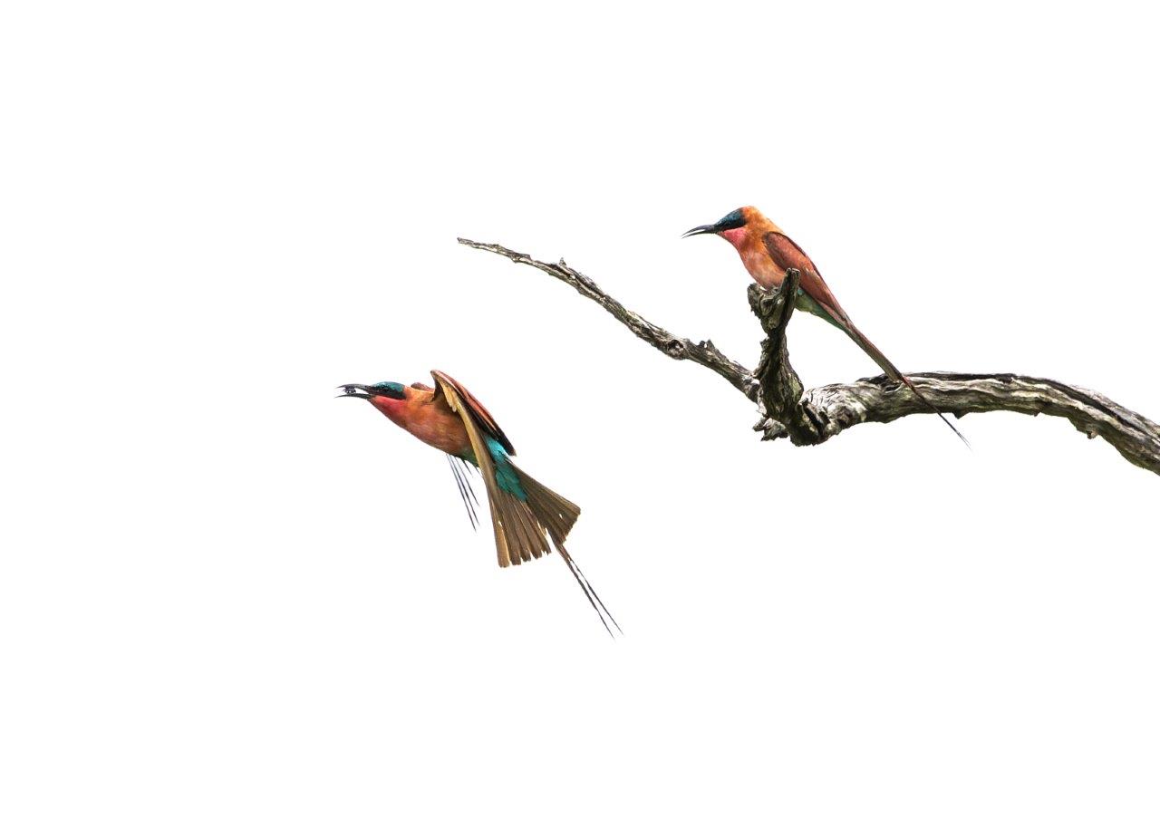 Benjamin Loon Carmine Bee Eaters