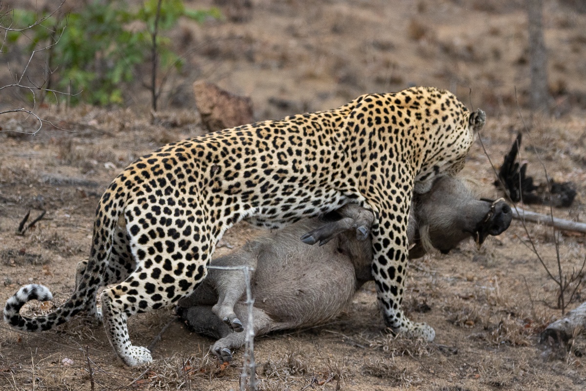 The leopard drags its hard-earned meal, searching for a tree to hoist its prey. The leopard drags its hard-earned meal, searching for a tree to hoist its prey.