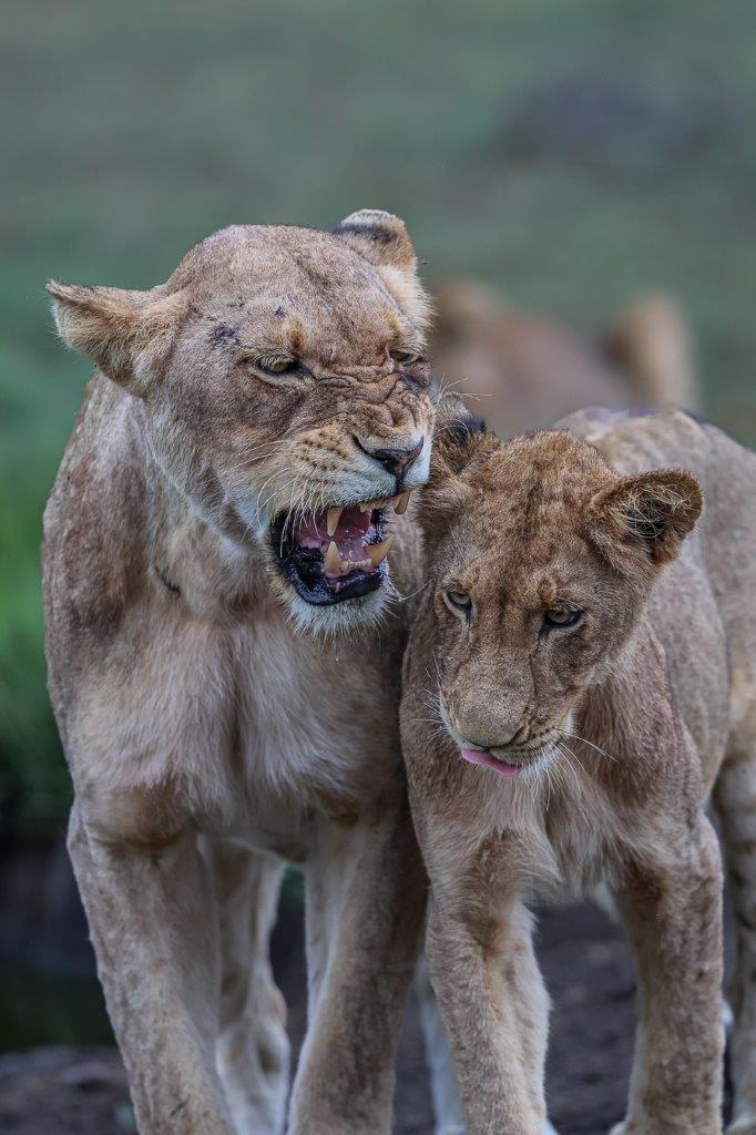 Two msuthlu lions walk side by side. Two msuthlu lions walk side by side.