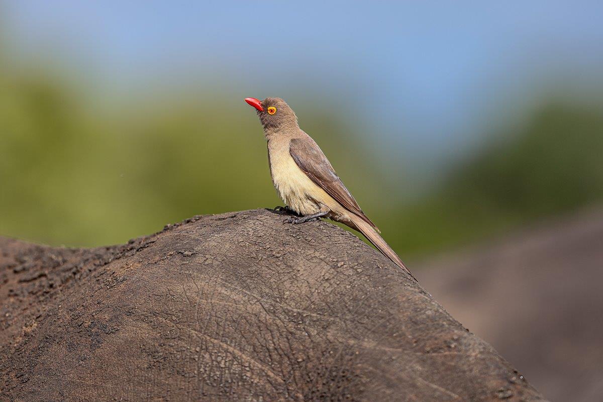 Sabi Sabi Ruan Mey Oxpecker Sabi Sabi Ruan Mey Oxpecker