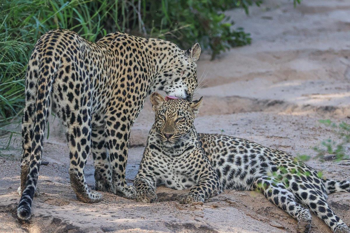 Sabi Sabi Ruan Mey Tengile And Cub Sabi Sabi Ruan Mey Tengile And Cub